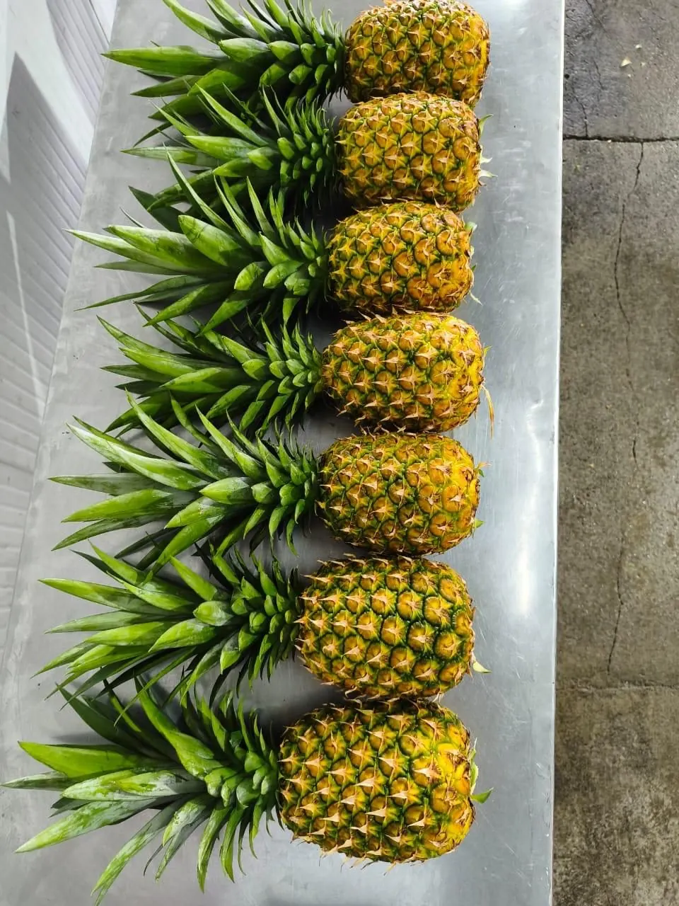 Piñas maduras sobre la mesa de selección