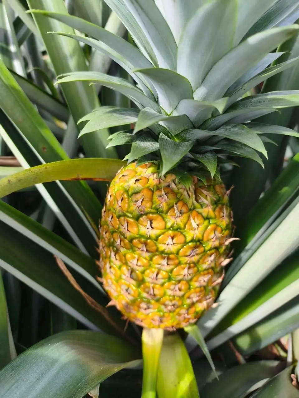 Piña creciendo en el campo