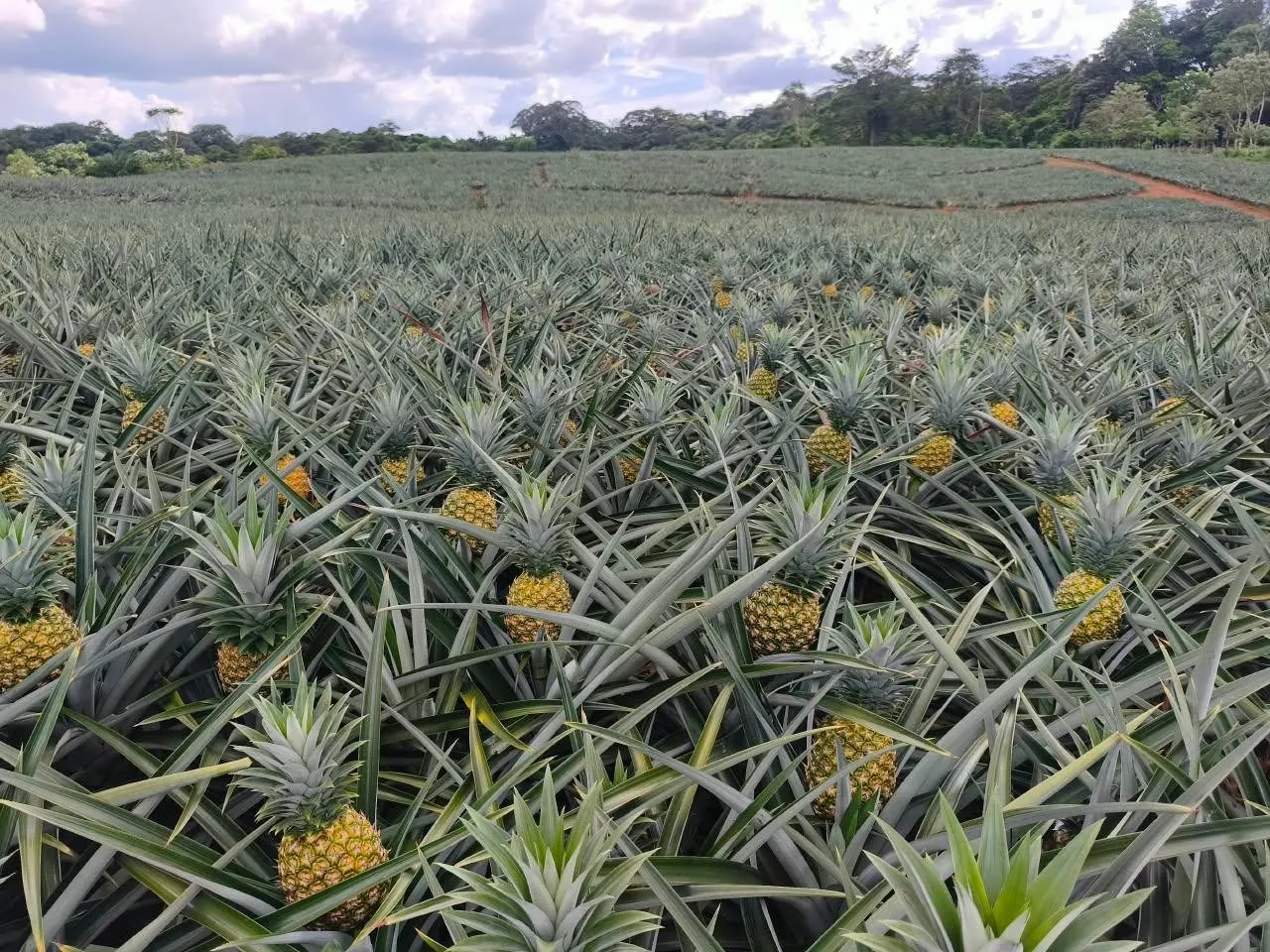 Plantación de piña en la Zona Norte de Costa Rica