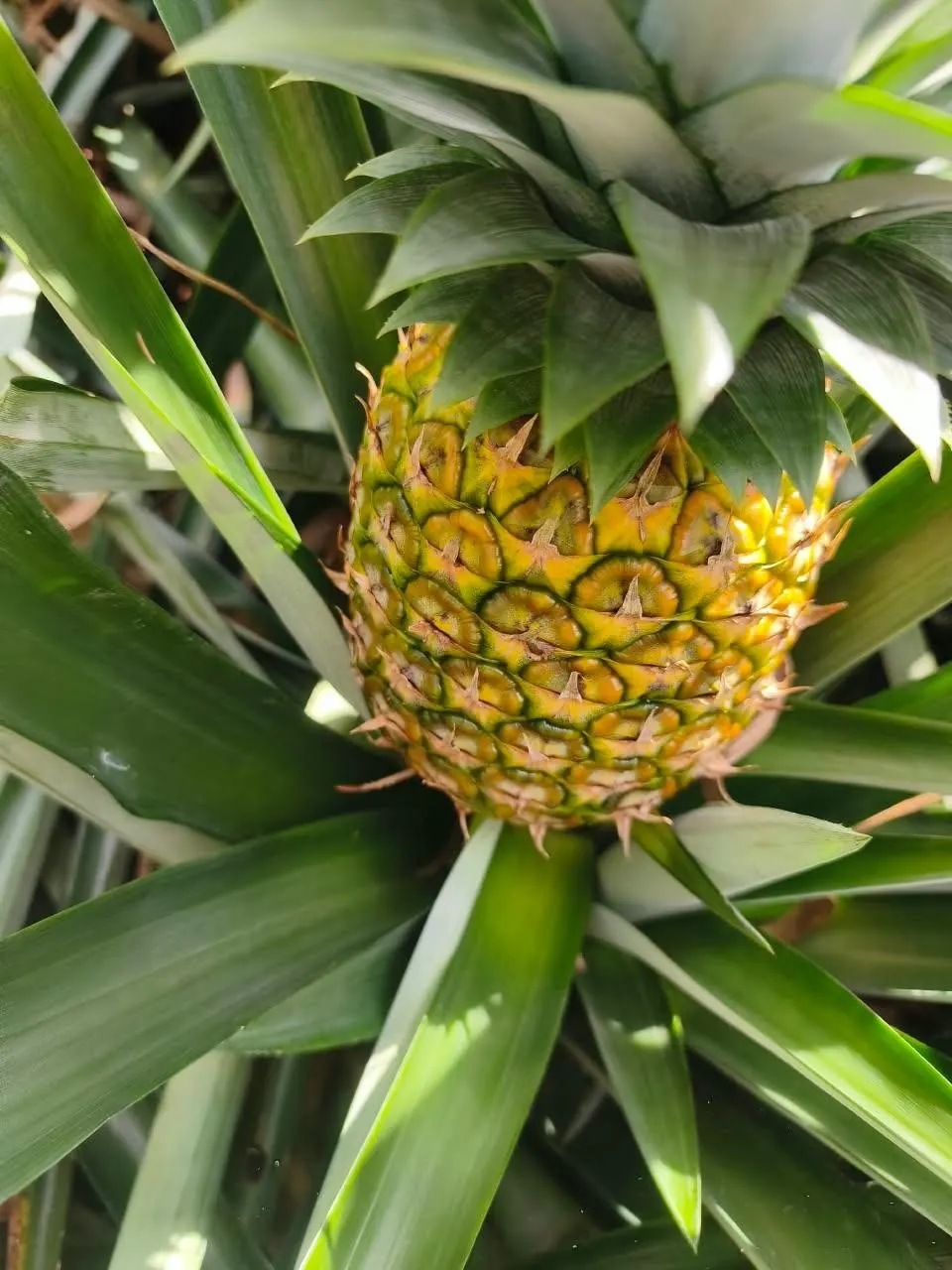 Piña madurando en la planta